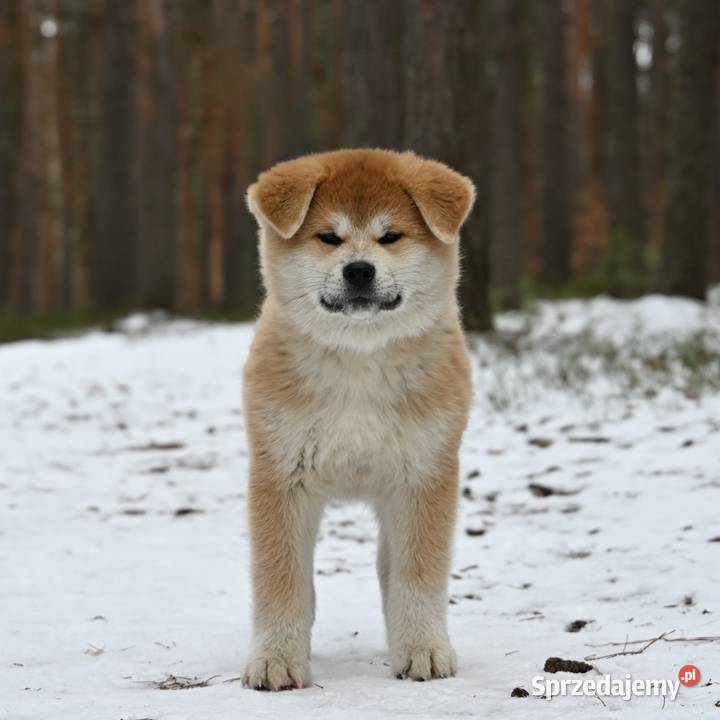 Akita inu akita japońska samiec Championie Częstochowa