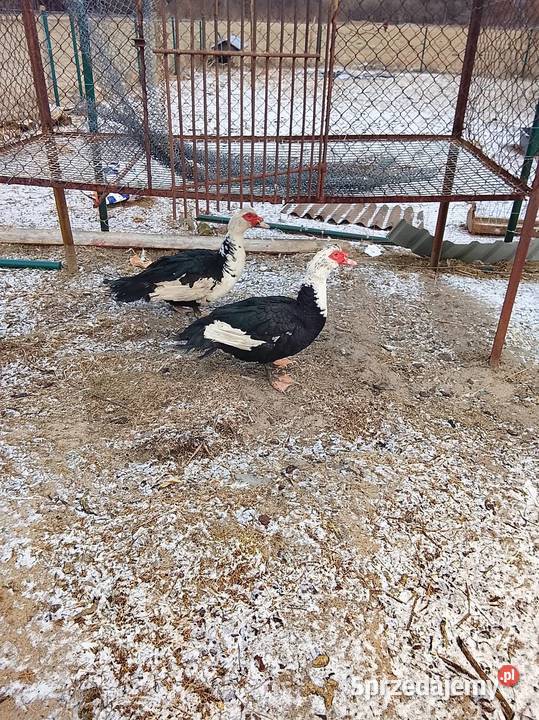 Sprzedam kaczory waga 4 Brzeźno