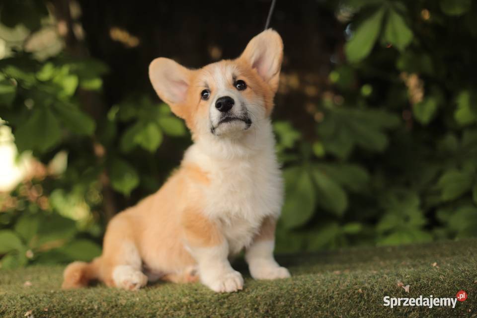 Welsh corgi pembroke Gostynin