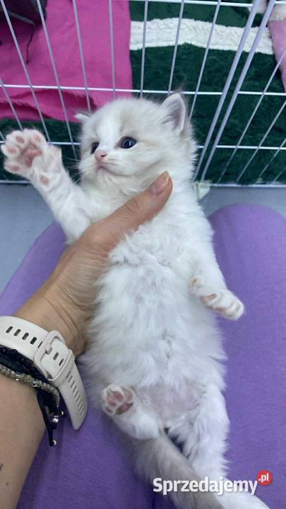 Kocięta Ragdoll z hodowli FiFeFLP Aleksandrów Łódzki