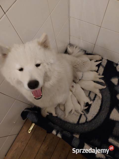 Szczenięta Samoyed Pabianice sprzedam