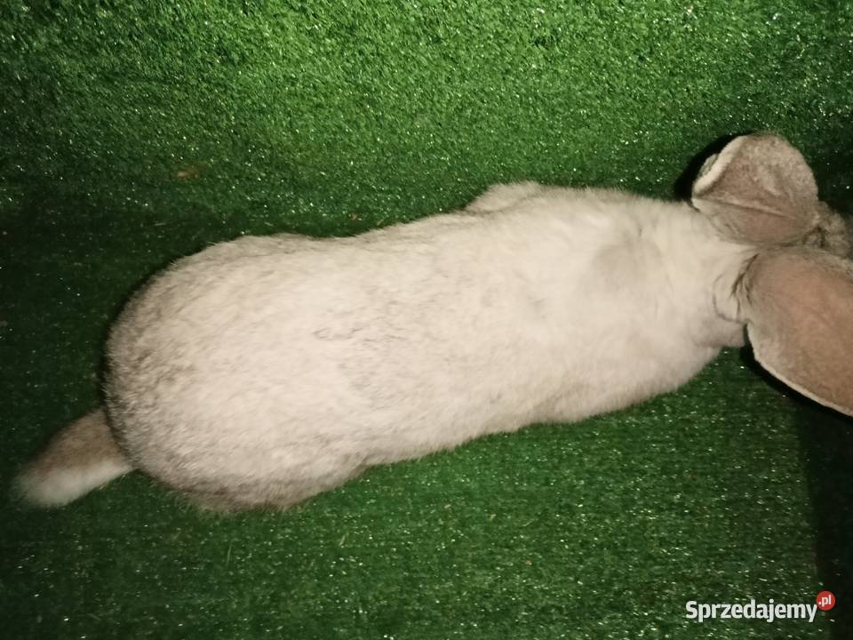 Sprzedam samce Króliki Więcbork