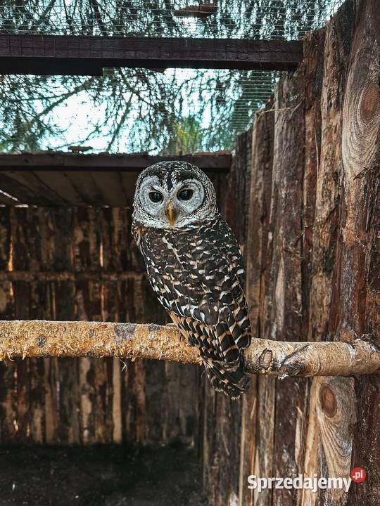 Sowa Puszczyk Jarzębaty Strix Chacoensis 25 Marklowice Górne sprzedam