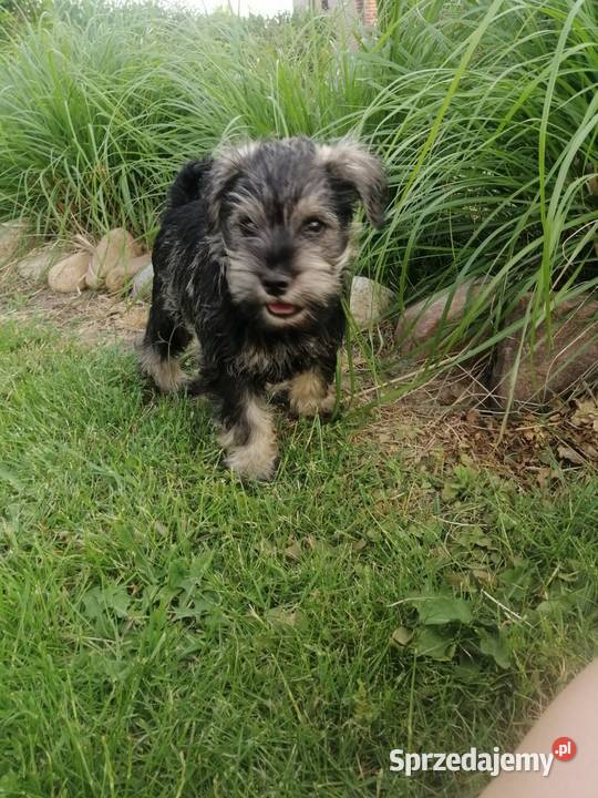 Sznaucer miniaturowy Łódź