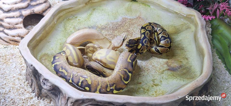 Pyton Królewski Banana Enchi Mojave samczyk