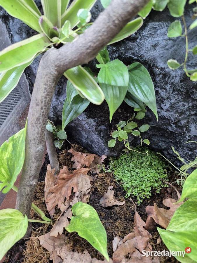 Terrarium Tropikalne 40x40x60 Terrarystyka Oświęcim