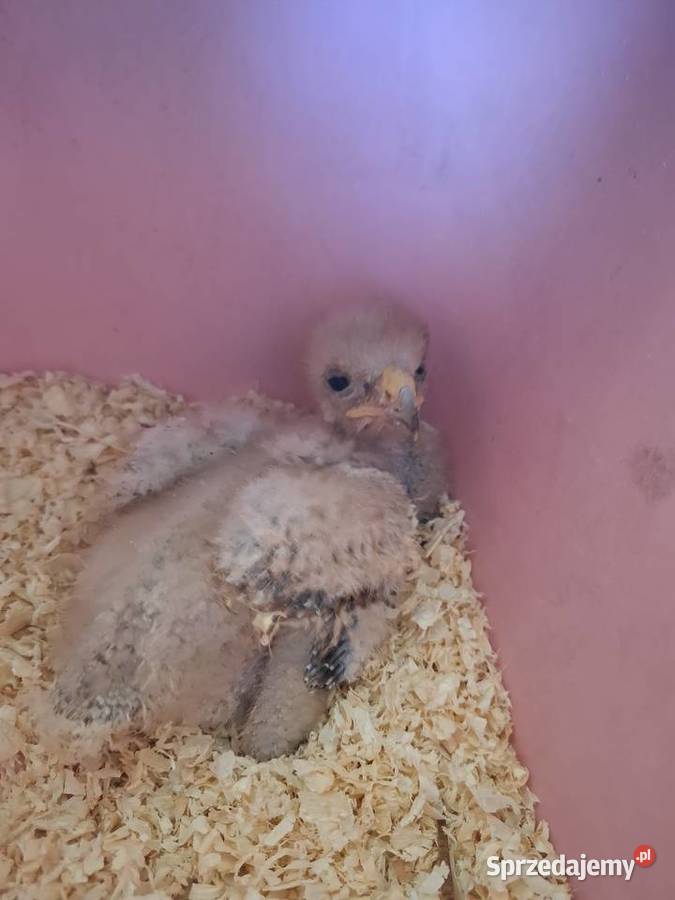 Jastrząb Harrisa 2025 Nieborowice