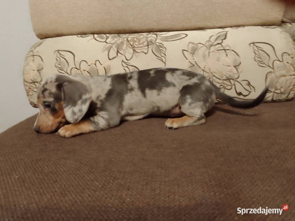 Jamnik Blue merle suczka Żyrardów sprzedam