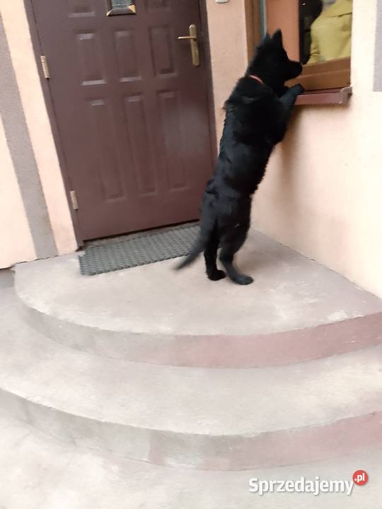 Owczarek niemiecki łódzkie Tomaszów Mazowiecki