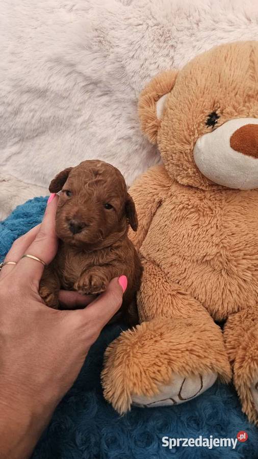 Pudel ToyMiniatura pakiet badań genetycznych Sędziejowice