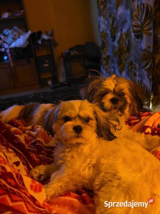 Shizu pieski 3 pieski i 3 suczki Zainteresowane Shih Tzu
