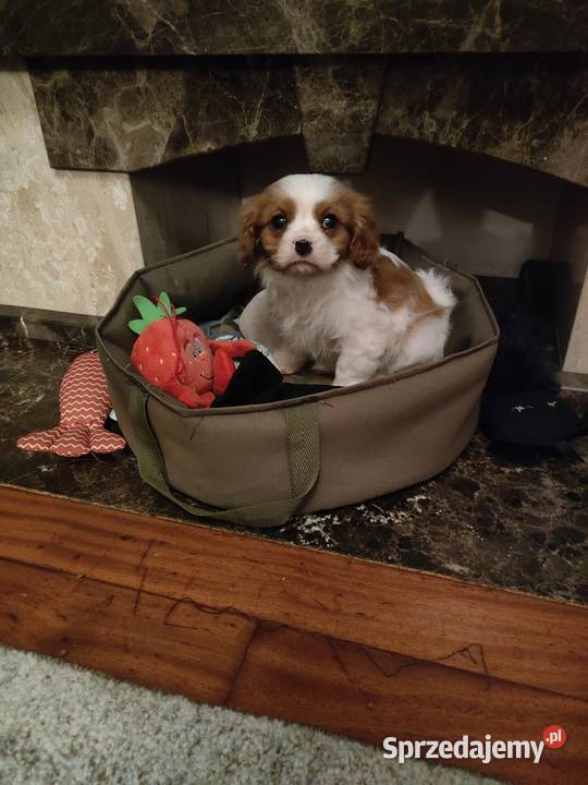 Cavalier King Charles Spaniel Garwolin