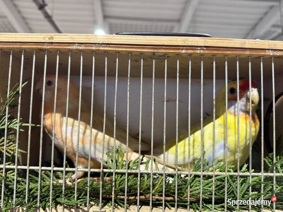 Częściowa likwidacja Rozella królewskiej śląskie