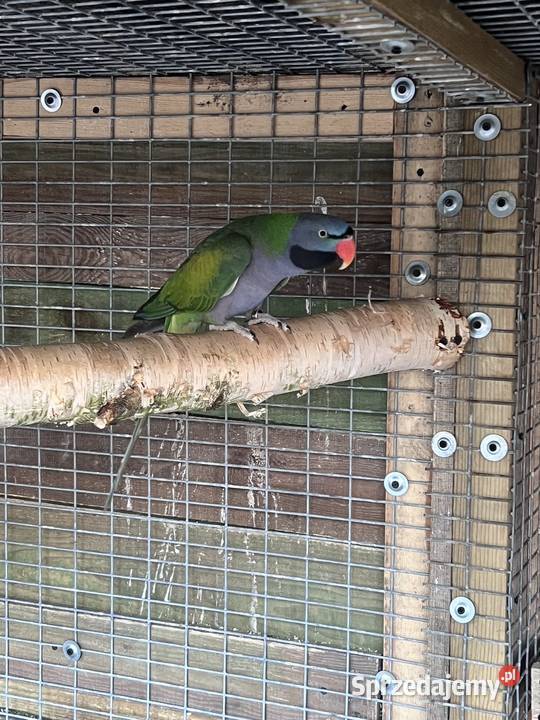 Para aleksandrett chińskich