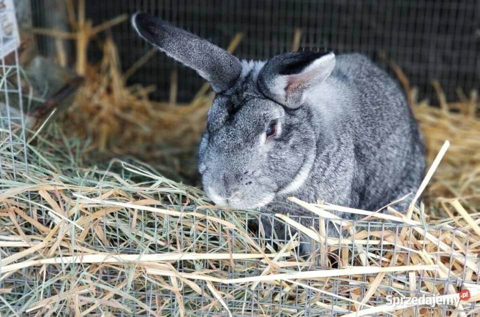 Króliki duzej rasy Gryzonie Oława sprzedam