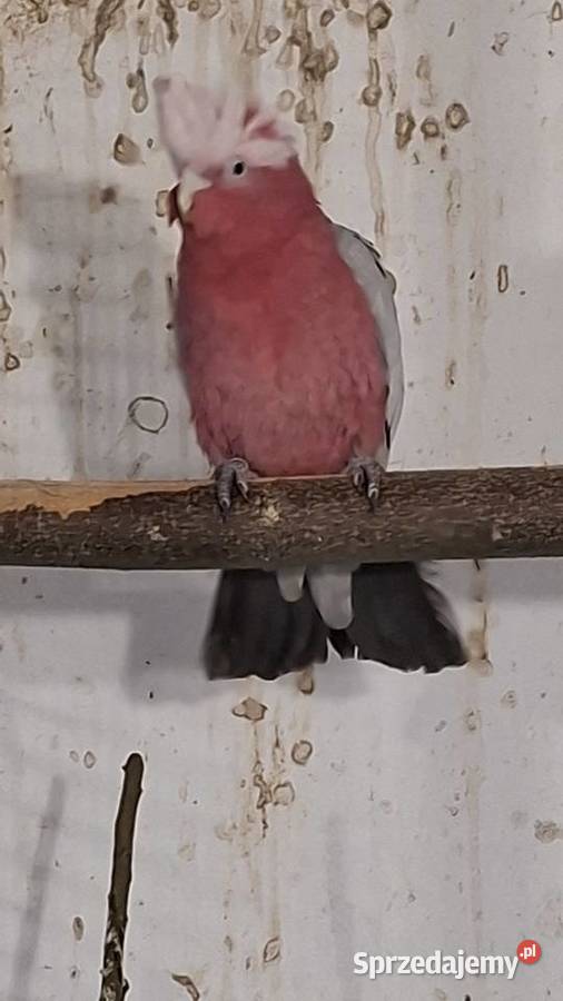 Kakadu różowe 24r Obrączka DNA