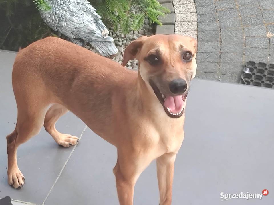 Xolo Meksykańczyk Pozostałe Radomsko