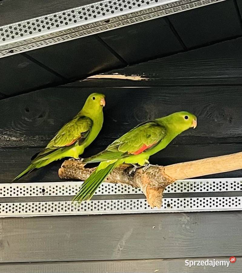 Krasnopiórki czerwonoskrzydłe 2025 r Mnich