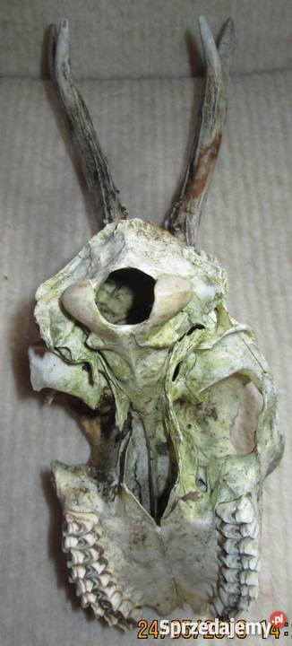 Rogi jelonka z czaszką Jelenia Góra