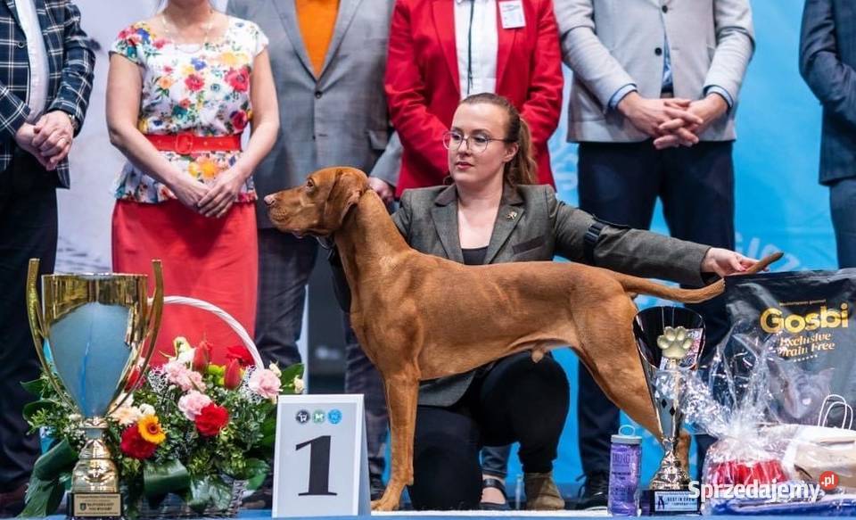 Wyżeł Węgierski krótkowłosy szczeniak z Kraków