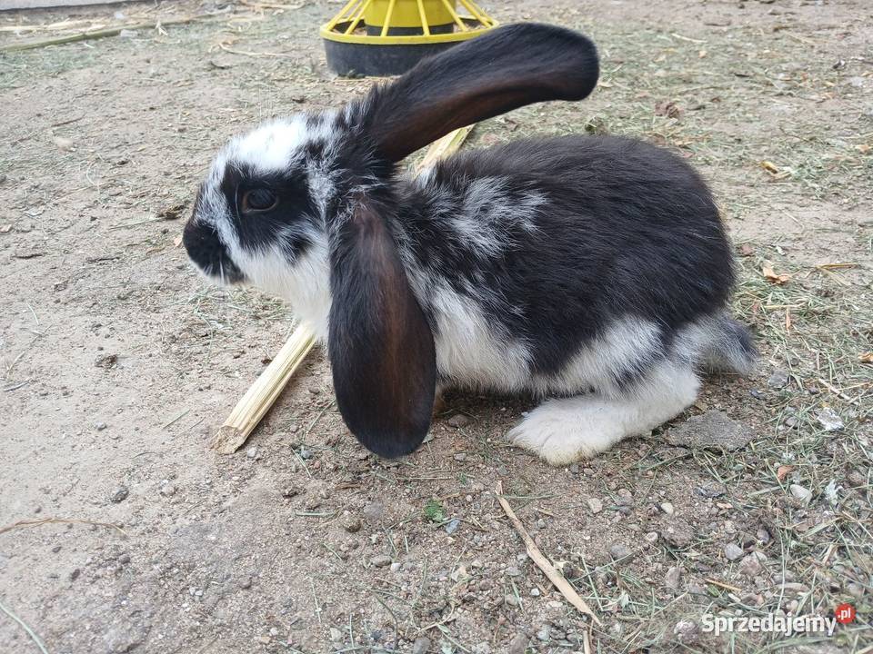 barany francuskie Szczeblotowo