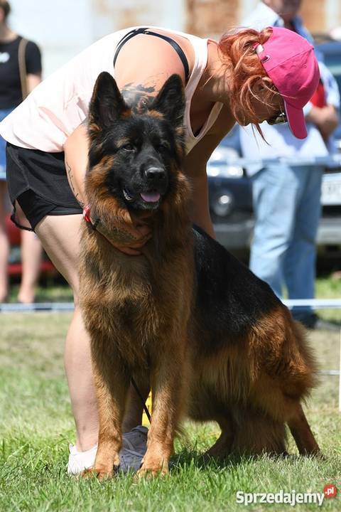 Owczarek niemiecki długowłosy FCI ZKWP wielkopolskie