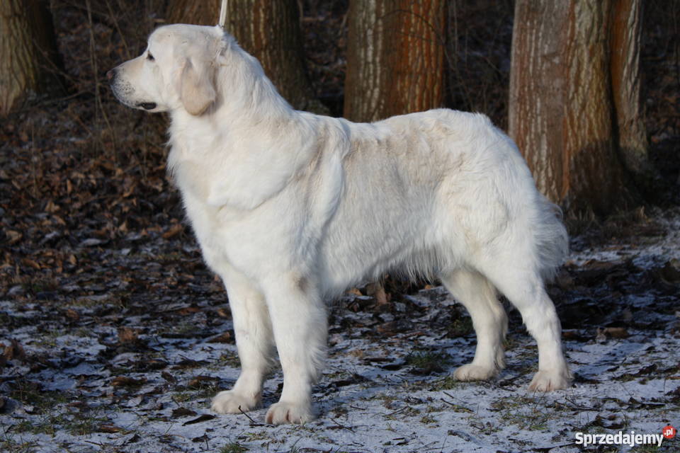 Szczenięta Owczarek Podhalański ZKwP Gdańsk