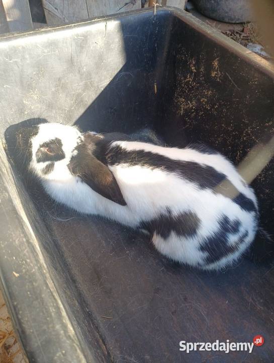 2 królice srokacz niemiecki w jednej Bączal Górny