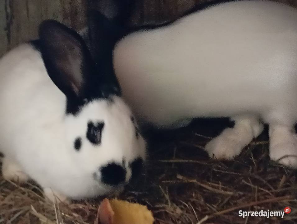 Króliki Srokacze Pokrzywnica