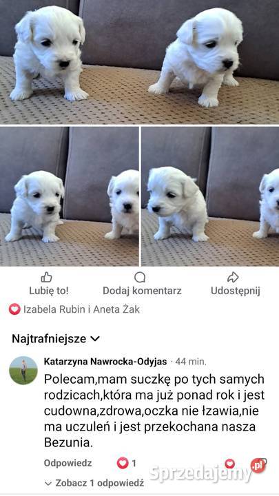 Śliczne pieski Maltańczyk Maltańczyki