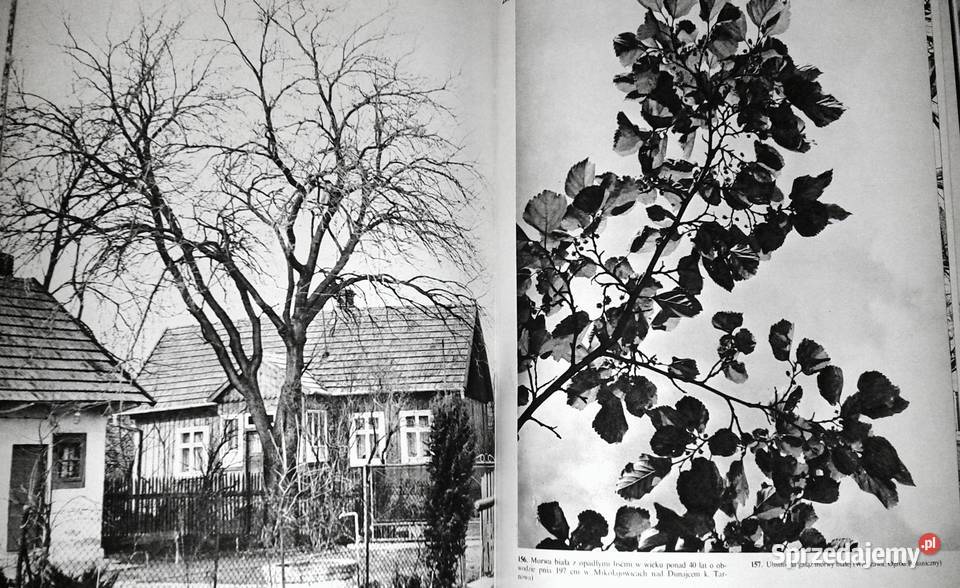 Nasze drzewa Władysław Strojny lubelskie