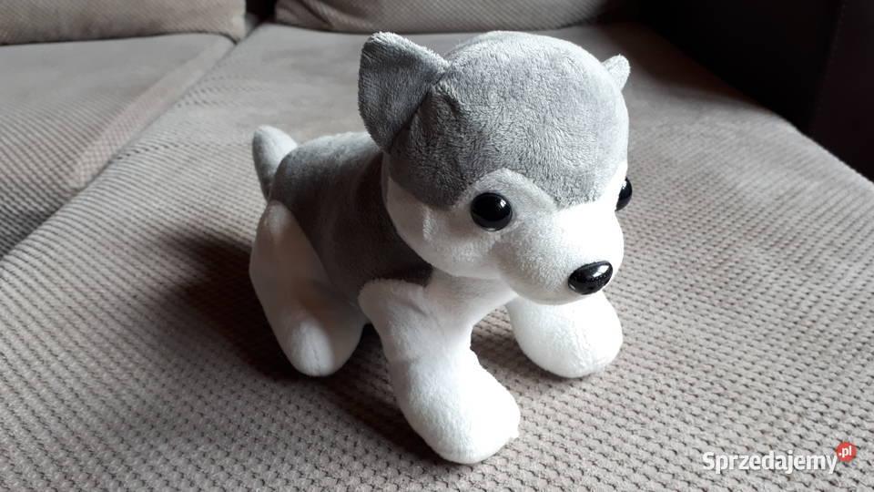 pluszowy piesek Kraków