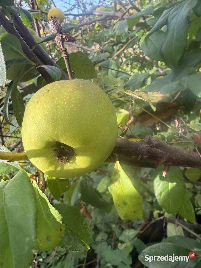 Pigwowiec świeże owoce na syrop nalewkę i Pozostałe Oborniki Śląskie