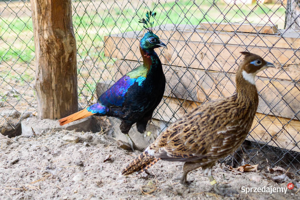 Sprzedam Olśniak Himala Siedlce