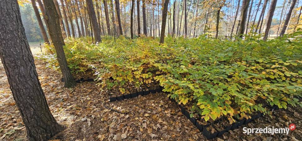 Buk pospolity w doniczkach fagus sylvatica duże lubelskie Wisznice