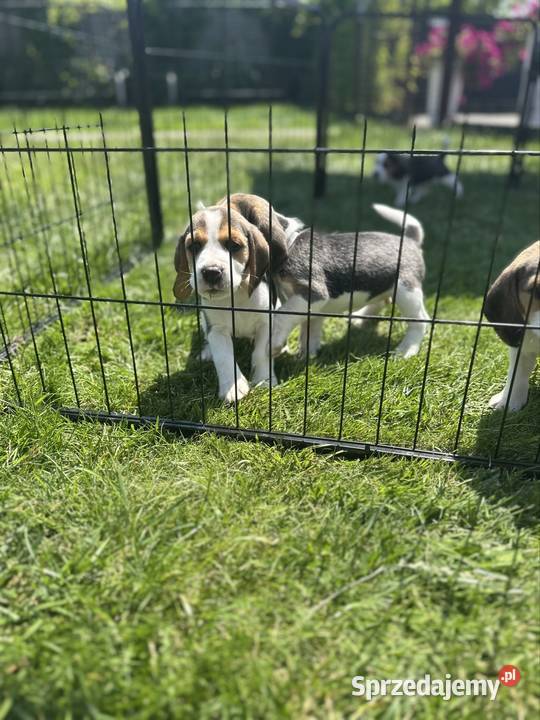 Beagle piesek hodowla rodowód chip wyprawka mazowieckie