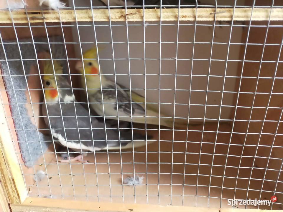 Sprzedam papugi Nimfy Boruja