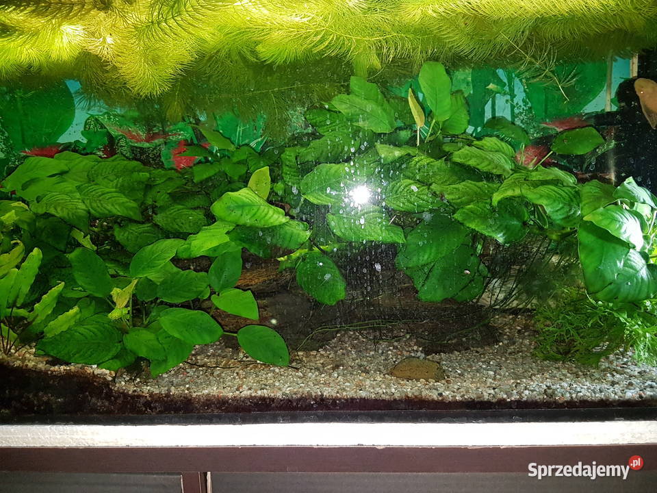 Anubias roślina akwariowa Mielec