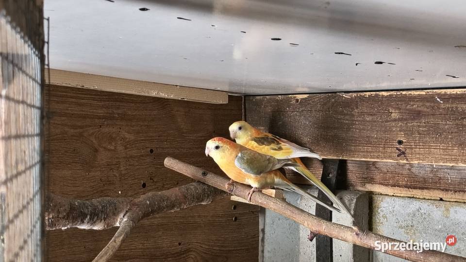 Papugi świergoty pary sprzedam