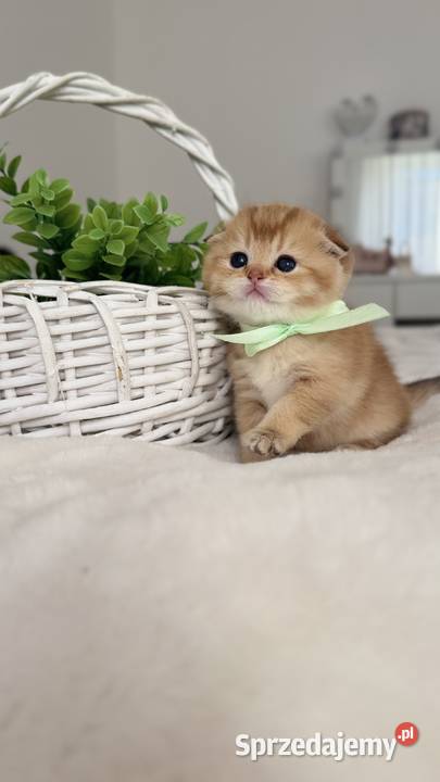 Kotek szkocki złoty Scottish fold Do rezerwacji