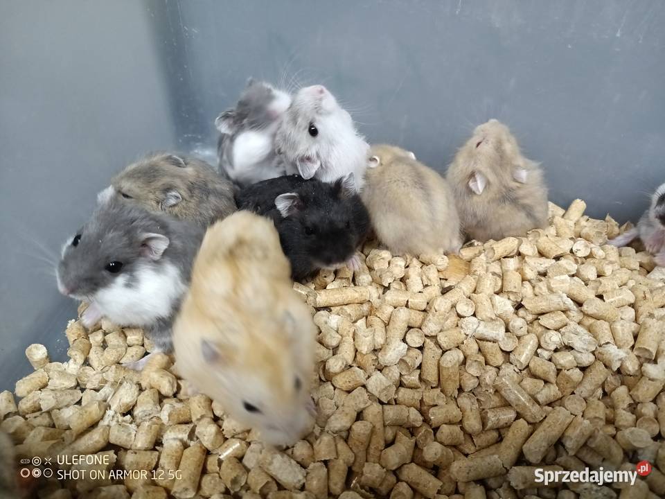 chomik dżungarski rozne kolory Gliwice