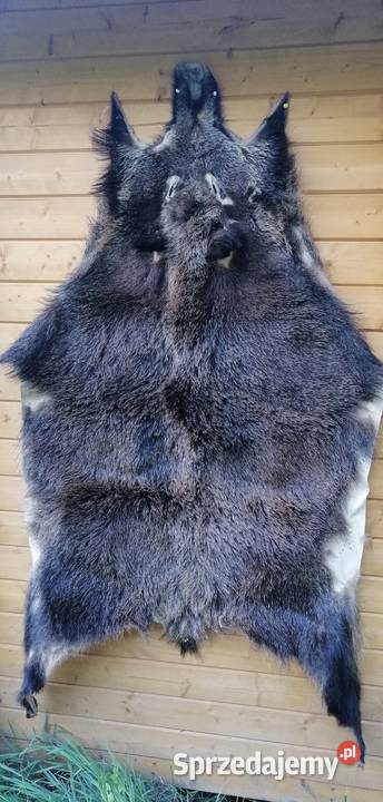 Skóra wielkiego dzika Hajnówka