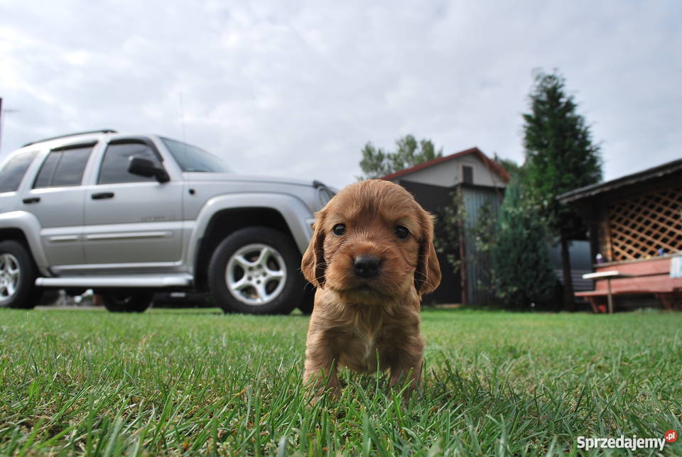 Cocker Spaniel szczeniaki Nowa Dęba