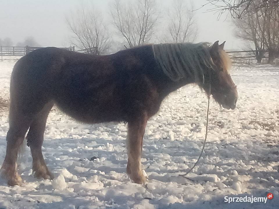 Klacz zimnokrwista Piórków
