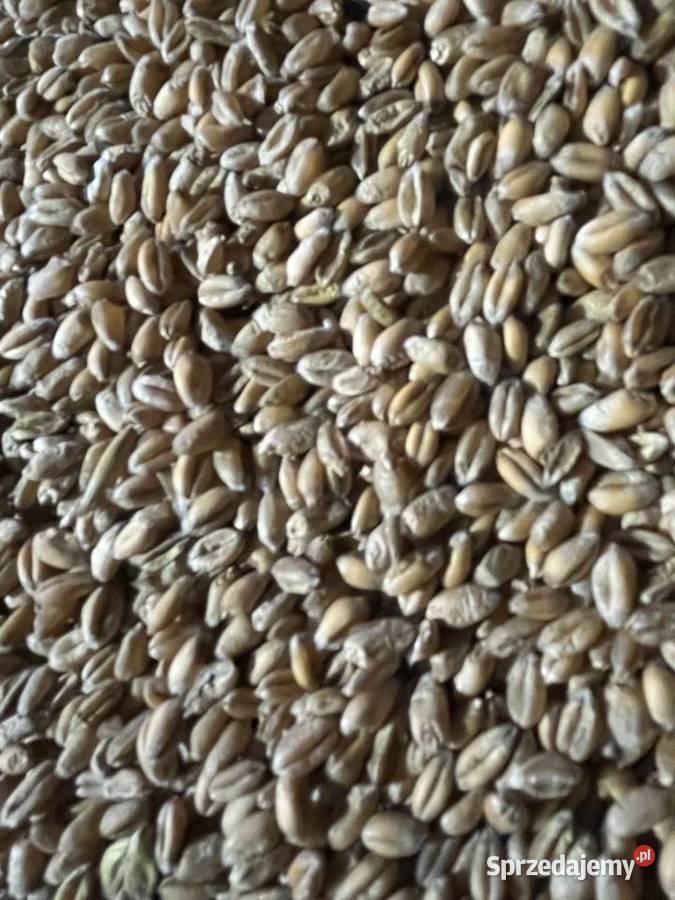 Sprzedam pszenicę Ozima tegoroczna 2025 podkarpackie Kamień