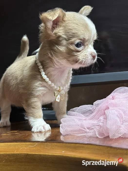 Urocza chihuahua zachodniopomorskie Szczecin