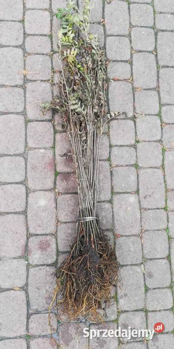 Jarzębina Sadzonki Jasło sprzedam