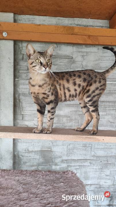 Kocurki savannah f5 Piąte pokolenie serwalu Jarantowice