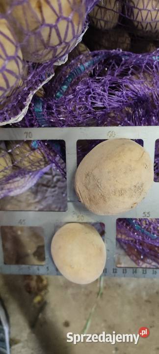 Ziemniaki Vineta Jarząbkowice