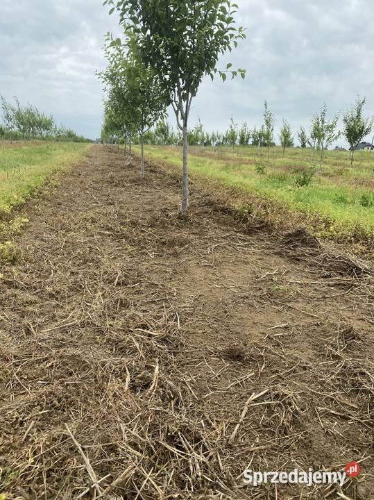 Pielnik do winnic 2głowicowy automatycznie mazowieckie Sienno sprzedam